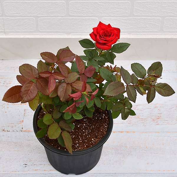 Desi Gardener Miniature Rose, Button Rose (Red) - Plant Mini Rose, Rosa, Rose. climbing miniature rose