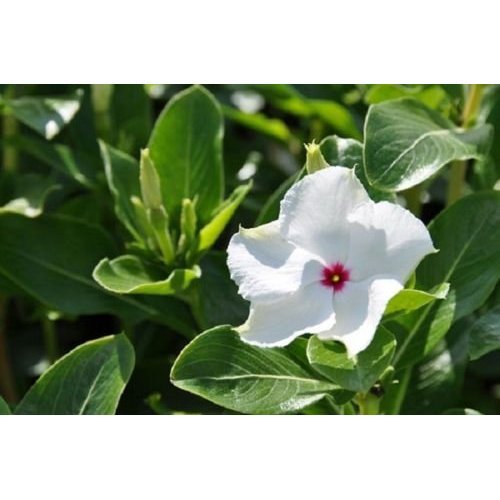 Graines de fleurs de VINCA MENTHE POIVRÉE FRAÎCHE PARFUMÉES PERIGÈRE ANNUEL Paquet de 500 graines