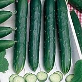 Early Spring Burpless Hybrid Cucumber Seeds (40 Seed Pack)