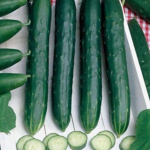 Early Spring Burpless Hybrid Cucumber Seeds (40 Seed Pack)