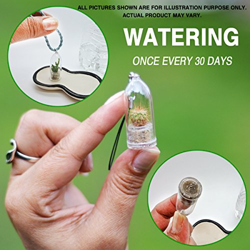 Fluffy Cactus Live Terrarium Plant Keychain Accessory #TOP1