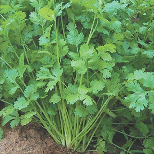 Coriander Seeds Vegetable Seeds (100 seeds)
