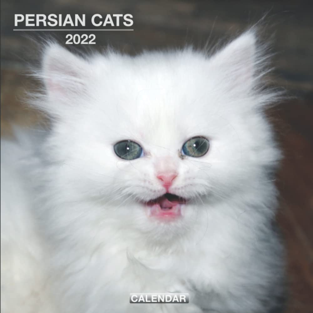 Buy Persian Cats 2022 12Month , monthly 2022 with beautiful high