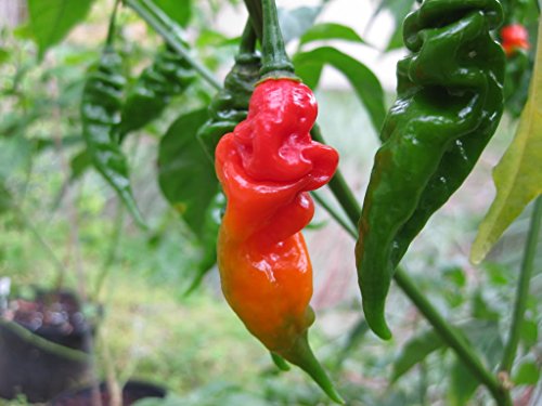 10 pimientos picantes peruvianos semi serlanos (Capsicum.chinense) molto produttiva, tonnellate di frutta su ogni pianta