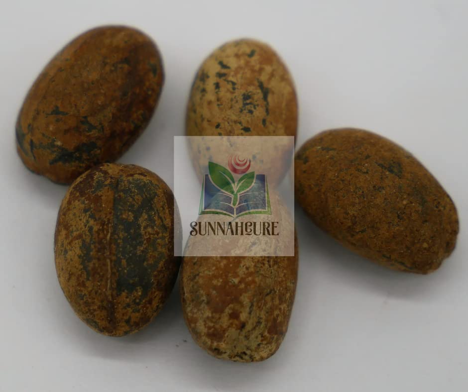 SunnahCure Croton Tiglium Seeds (Habbatul Muluk) 5 Seeds
