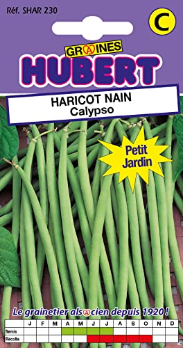 50 Graines de Haricot nain Calypso - Format Petit Jardin