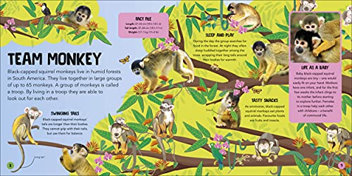 Animal Teams: How Amazing Animals Work Together in the Wild - Image 4