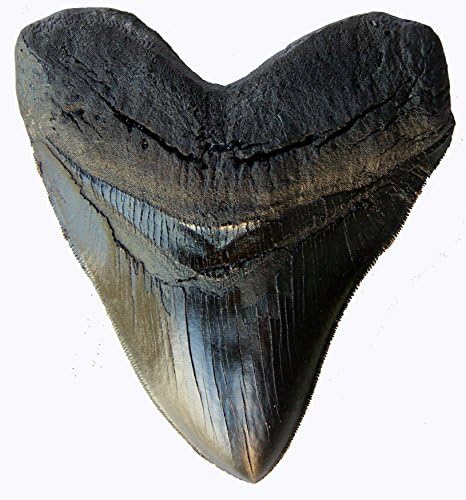 Prehistoric Planet Store 5.5 Inch Megalodon (Carcharodon megalodon) tooth, Black with Serrations (Replica) #126