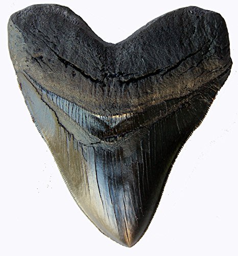 Prehistoric Planet Store 5.5 Inch Megalodon (Carcharodon megalodon) tooth, Black with Serrations (Replica) #126