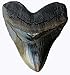 Prehistoric Planet Store 5.5 Inch Megalodon (Carcharodon megalodon) tooth, Black with Serrations (Replica) #126