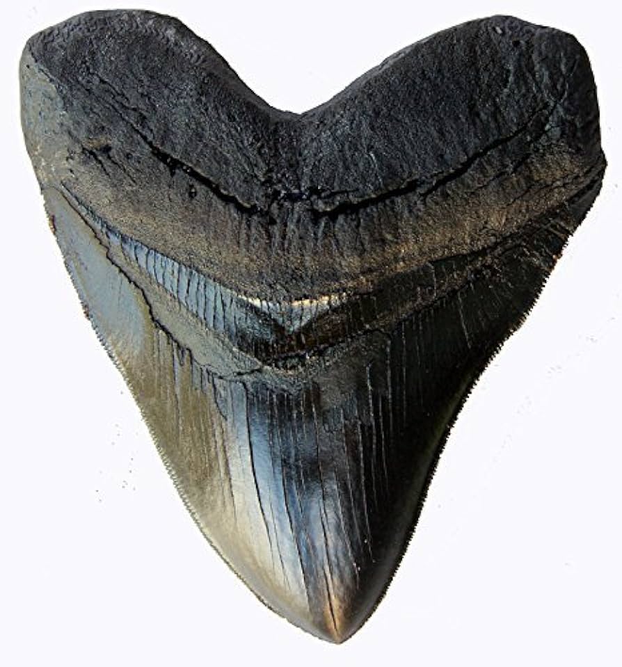 Shark Teeth Carcharodon Megalodon Giant Shark Tooth With