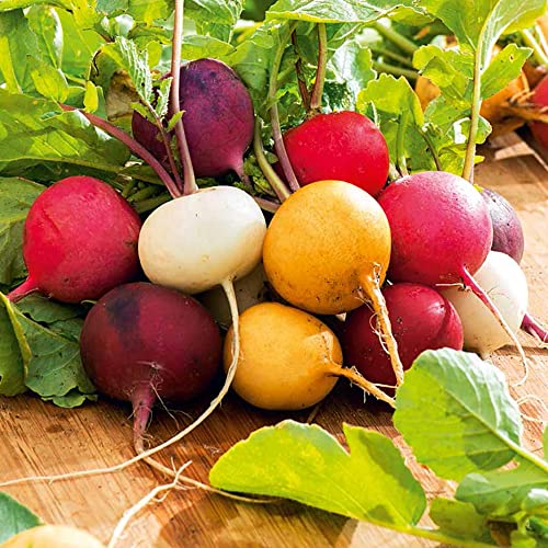 Radish Round Mixed Seeds – Easy to Grow – Fast Growing Root Vegetable - Fresh & Tasty – for Your Beautiful Garden