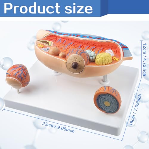 Image of EVOTECH SCIENTIFIC Human Ovary Anatomical Model, 13 Parts Female Ovarian Structure Anatomy and Follicular Development Model for Medical Teaching Learning Research Education Display
