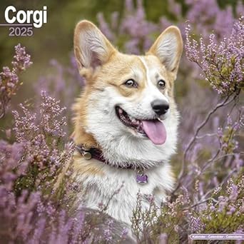 Coralya – Corgi Holiday Advent Calendar 2025 main image 0