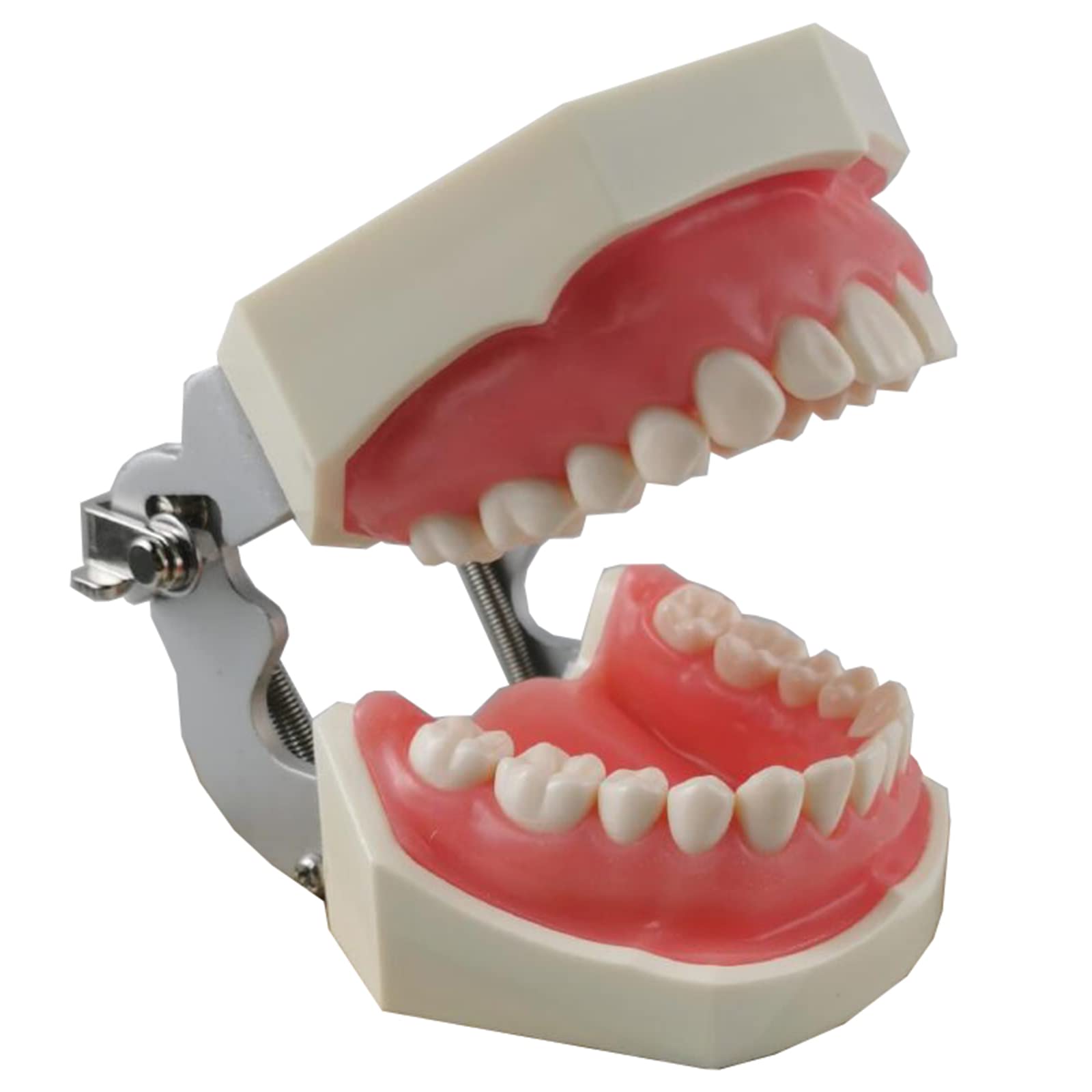 Implanty dentystyczne, model zębów z 28 wymiennymi zębami, dentysta, standardowe narzędzia do nauki zębów do nauczania zębów lub pielęgnacji jamy ustnej