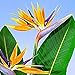 Produktbild Tomasa Samenhaus- Selten Strelitzia Paradiesvogelblume winterhart mehrjährig Strelitzie Zimmerpflanzen Strelitzia Samen Staude Kräuter Topfpflanzen für Balkon, Garten