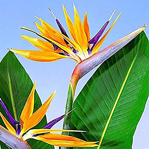 Fleurs Pour Oiseaux Mél Le Sachet 25 G