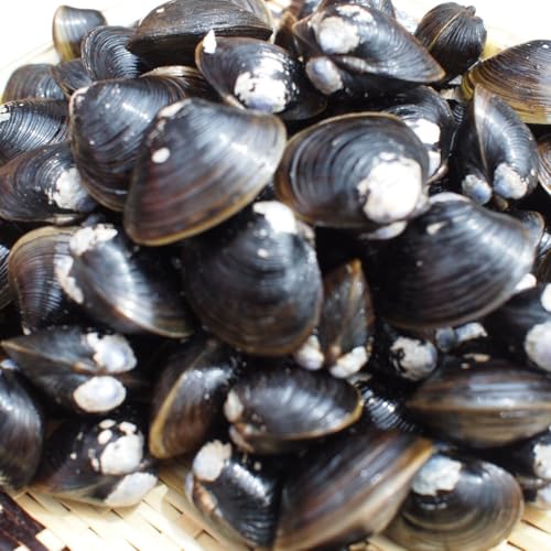 網走湖産大粒しじみ貝150g×6袋 北海道 網走市