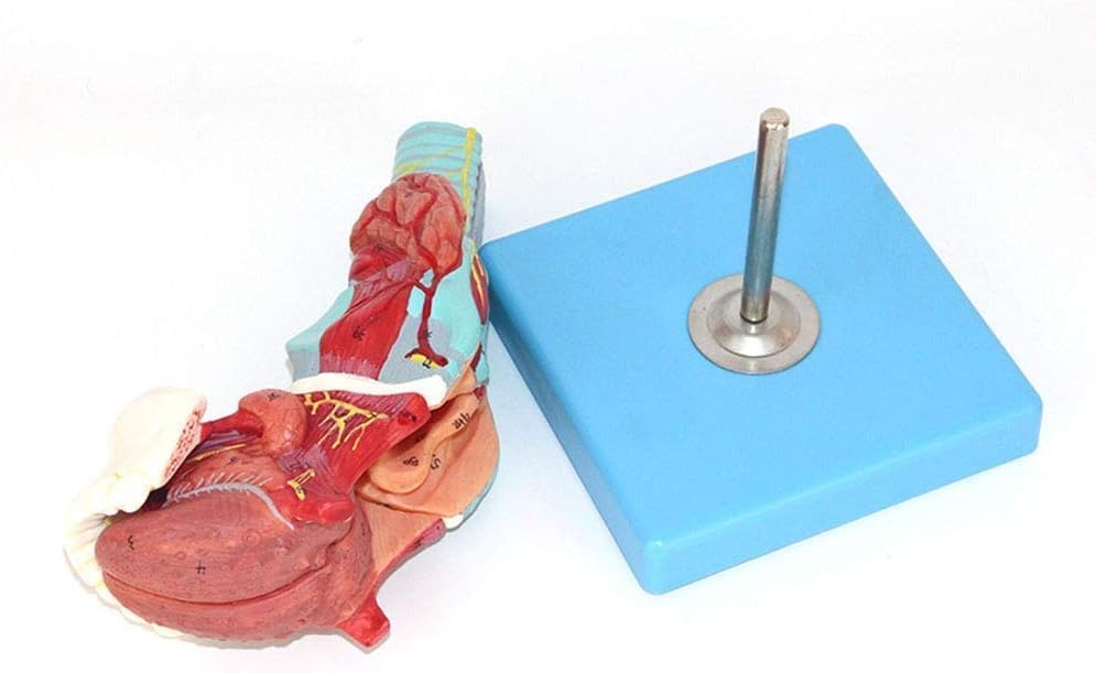 Modèle de dents linguales et larynx trachéal pour recherche médicale