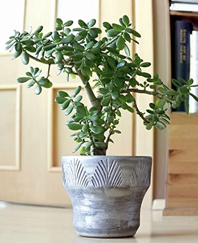 Sky Nursery Jade Live plant | jade plant | jade plant indoor live plant |Indoor Jade | Live Plant | Indoor Decor | Study Table Decor | Real Plant | Potted Plant | Home Decor Jade Plant | cx (B0CS98BGV6) Amazon Price History, Amazon Price Tracker
