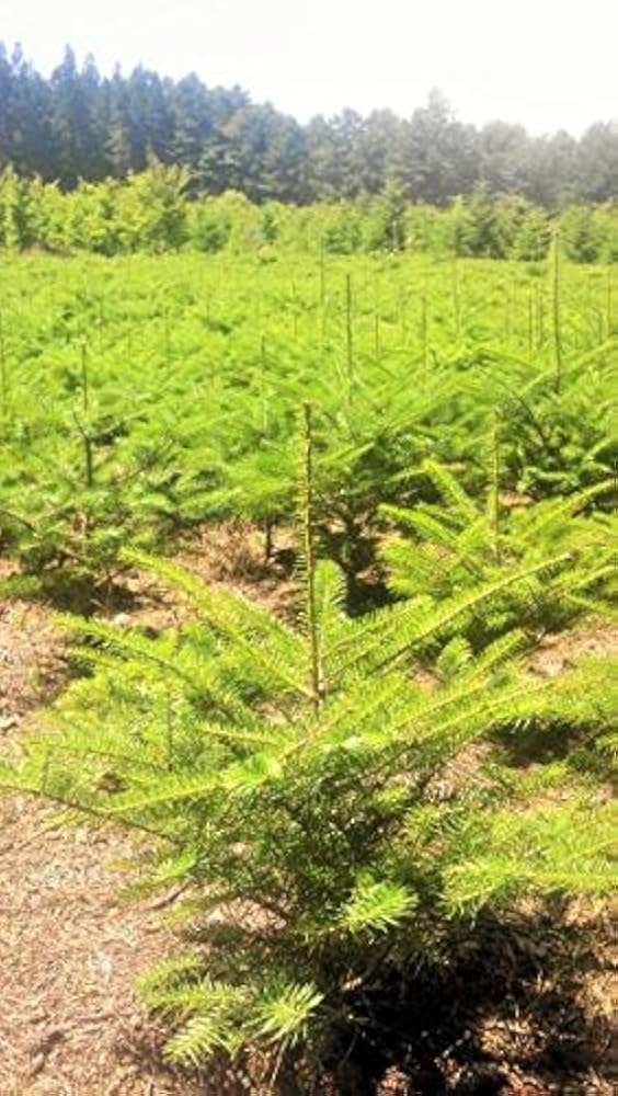 Amazon | 群馬県産 モミノキ 樹高60~70cm 本物のクリスマスツリー Amazon | 群馬県産 モミノキ 樹高60~70cm 本物のクリスマスツリー