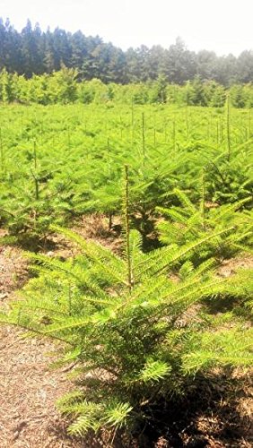 オリバ 樹高200センチ もみの木 モミの木 庭木 直接引き取り歓迎 もみの