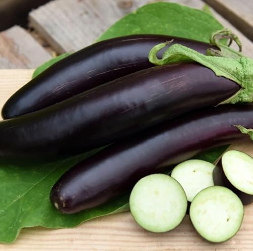 KIRA SEEDS - Eggplant Long Pop - Heirloom Vegetable - GMO Free