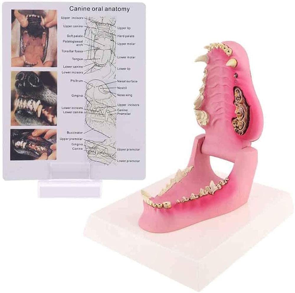 Modèle d'étude de mâchoire de chien NaoSIn-Ni pour réviser l'anatomie animale