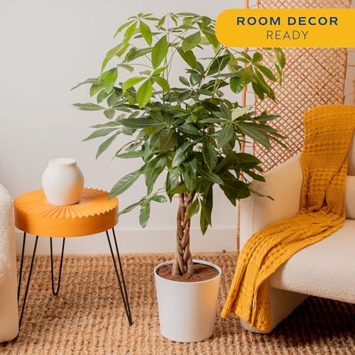 Image of Costa Farms Money Tree Live Plant in Decorative Pot, Air Purifying, Large Indoor Houseplant, Perfect for Home, Room, or Office Decor, Great House Warming or Birthday Gift, 3-4 Feet Tall