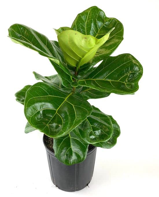 PLANTSGURU Ficus Lyrata, Fiddle Leaf Fig Indoor Plant For Office Desk (plant size 1-2 feet, pot included) (B0B87TDKV8) Amazon Price History, Amazon Price Tracker