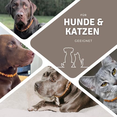 PetLove Bernsteinkette Hund • 100% Baltischer Bernstein • Halsband für Hunde & Katze • Länge: 35cm
