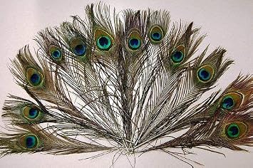50 Pcs ريش الطاووس 25-30