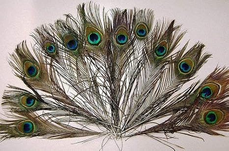 50 Pcs ريش الطاووس 25-30