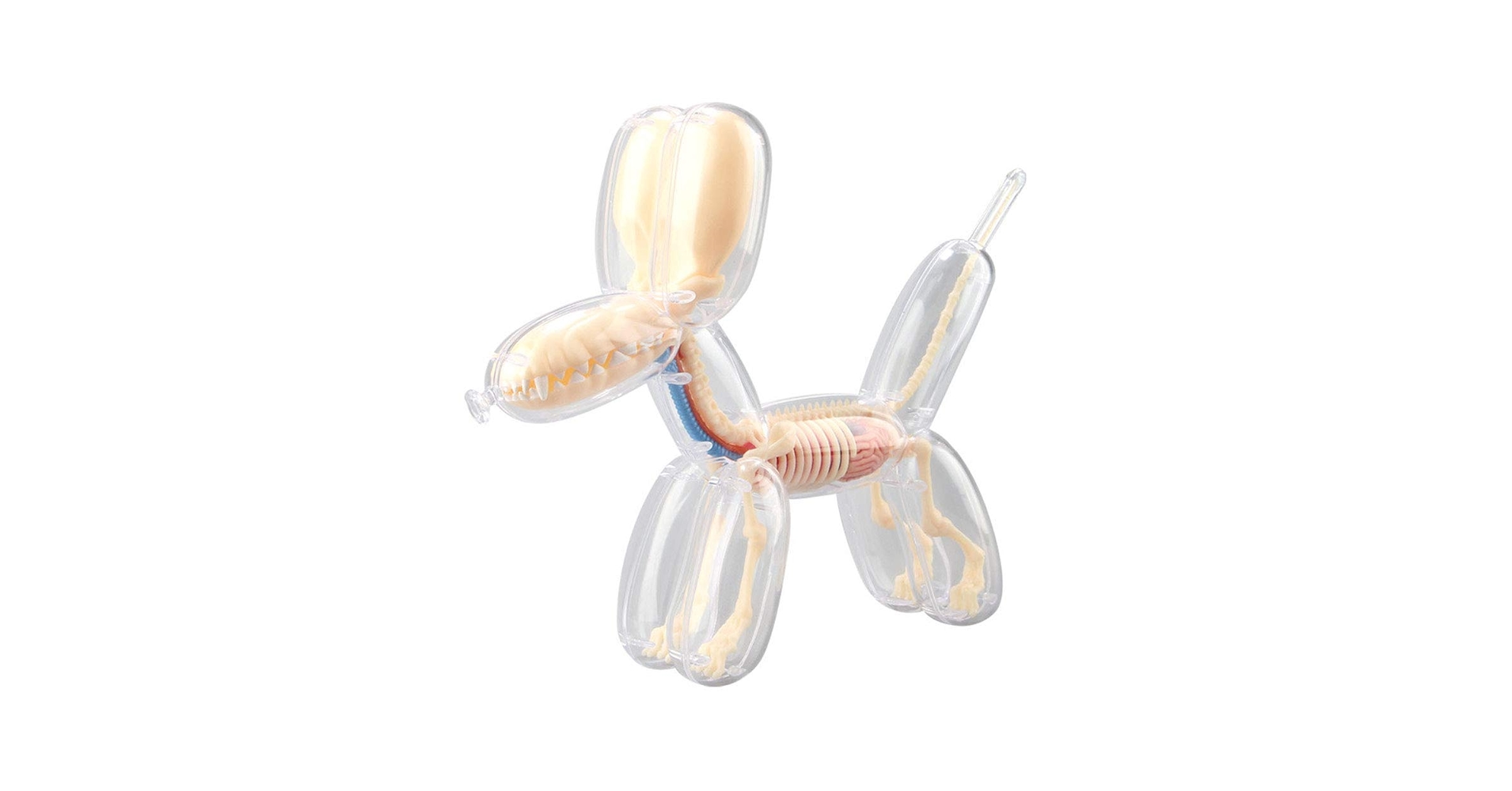 Amazon.co.jp: 教育モデルビッグバルーンドッグスケルトン遠近法解剖