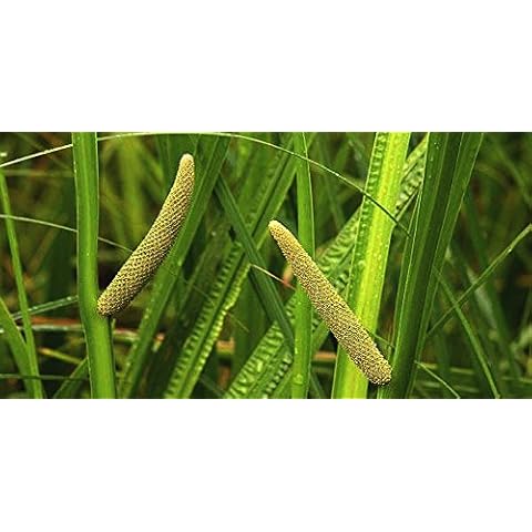 Lincolnshire Pond Plants Acorus Calamus Marginal Plant Cover
