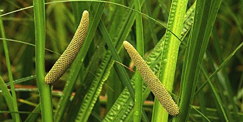 Acorus Calamus (Sweet Flag) - Marginal Pond Plants - Pond Plants - Water Plants-None-7 cm