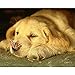 Produktbild Zhen+ 5D Diamond Painting Set DIY Malerei Kreuzstich für Wohnzimmer, Schlafzimmer, Arbeitszimmer usw. Haus Dekor Kreuzstich Stickbild, Hund