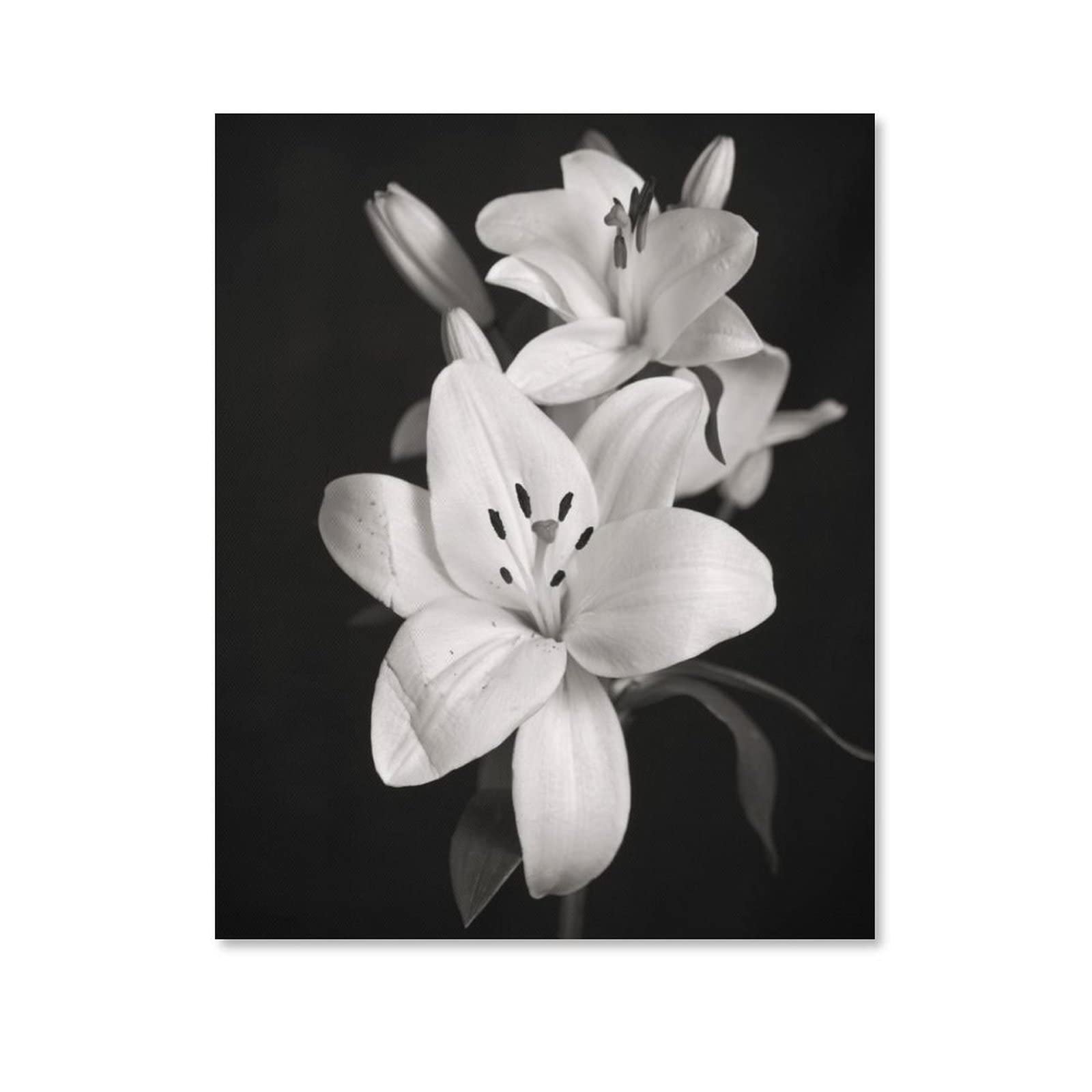 Amazon.co.jp: 絵画 ユリの白黒写真インテリア 絵画 ロマンチックな花