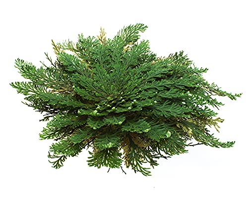YAKEBA | 10 x Rose von Jericho | MITTEL | Selaginella lepidophylla | SPARSET I die Pflanze in s Glas und schon wird sie grün und öffnet sich - Image 6
