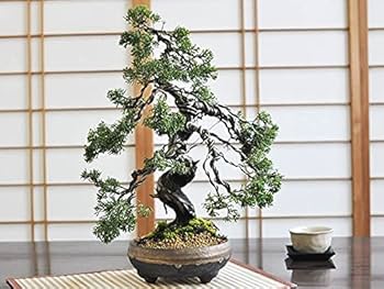 真柏　樹高 60cm Amazon.co.jp: 盆栽 威風堂々 真柏 盆栽妙 老木の趣き 樹齢20年