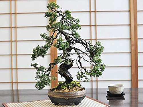 真柏盆栽 美しい盆栽 約20cm 高さ Amazon | 盆栽妙 特選真柏 樹高約20cm | 盆栽