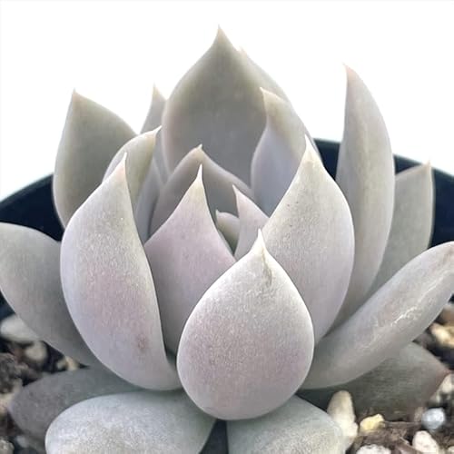 A skGPxA juliana Ai A GPxA 7.5cm|bg