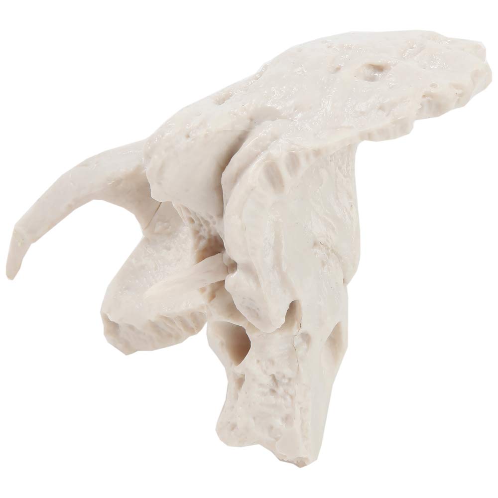 Axis Scientific Temporal Bone - Right, Human Skull Anatomy Model, Medical Vision Scientific Flexible Cervical, Skeleton Head, Skulls Replica Life Size, Includes Detailed Product Manual for Study
