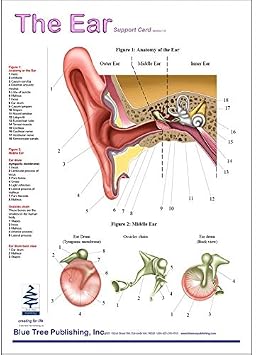 Blue Tree Publishing Ear Anatomical Chart Laminated Card for Audiologist and Hearing