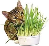 Eco Home Herbe à Chat prêt à Pousser – Sachet de 100g équivalent à 45 Pots équivalent à Un an d’Herbes fraiche – 100% Français – Pousse Rapide – Graines d’Herbe à Chat prêt à l'emploi