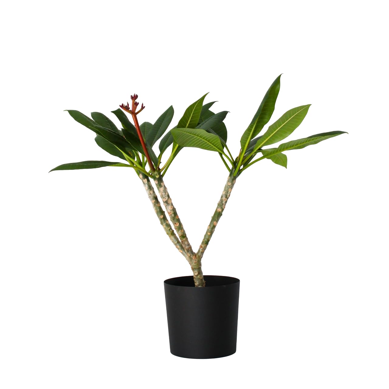 Plant in a Box - Plumeria Frangipani weiß - Hawaii - Tropische Zimmerpflanze - Stark duftende Blüten - Topf 17cm - Höhe 55-70cm