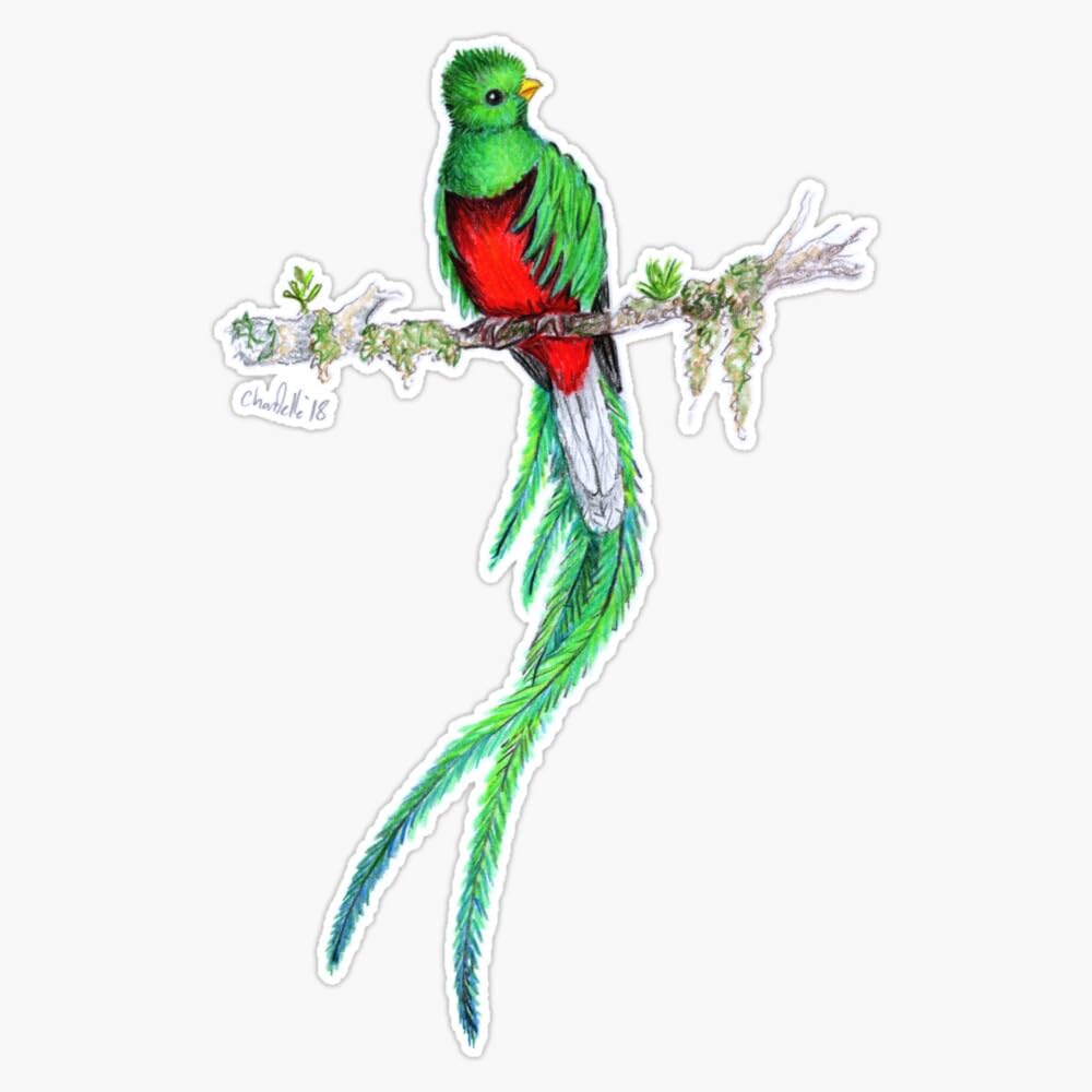 Amazon.com: Resplendent Quetzal Sticker Bumper Sticker Vinyl