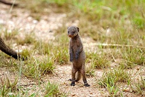 Serengeti Tanzania Banded mongoose baby Poster Print by Joe & Mary Ann McDonald (17 x 11)