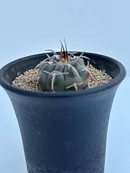 Amazon.co.jp: ギムノカリキウム スーパーバッテリー