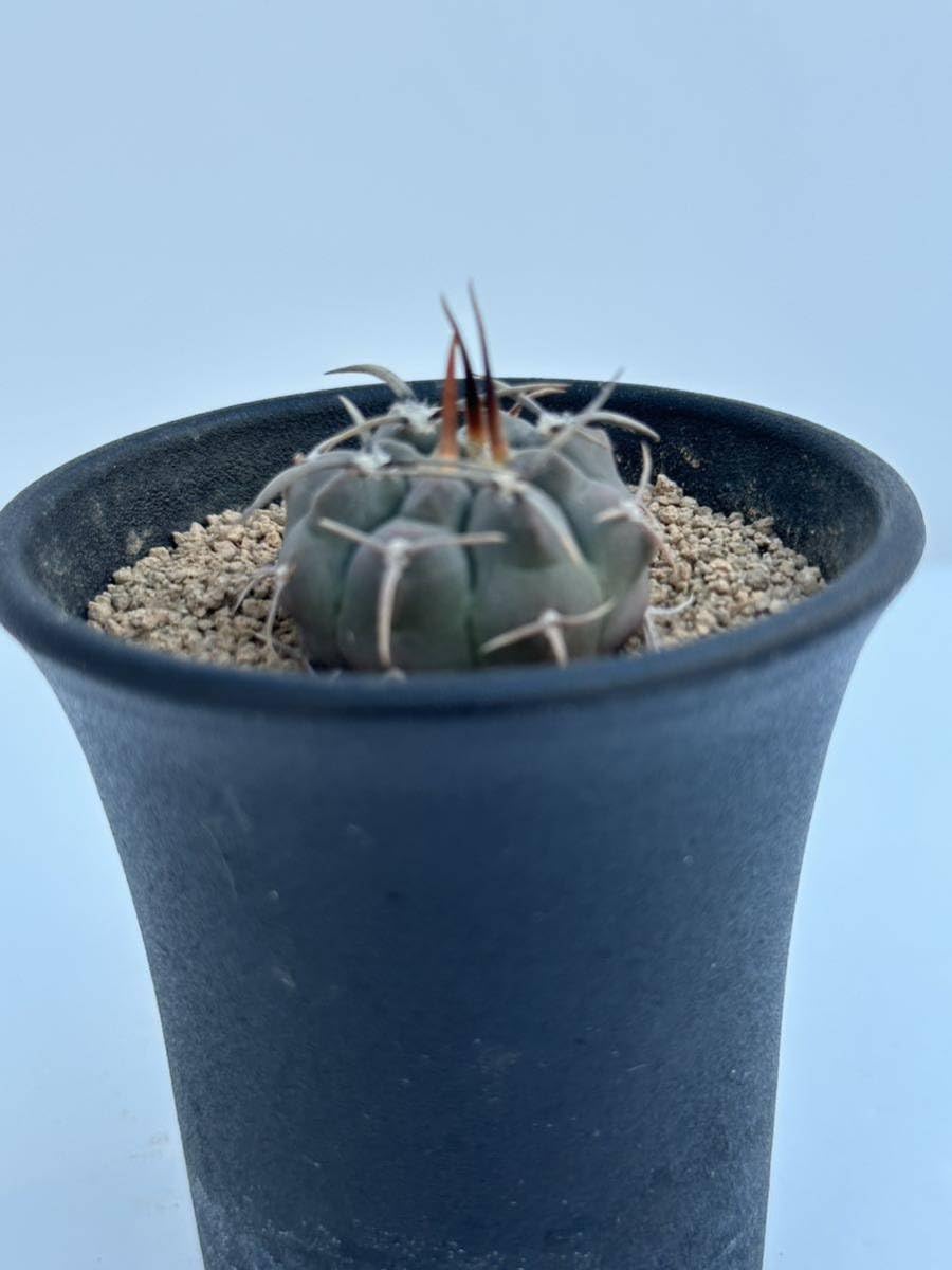 Amazon.co.jp: ギムノカリキウム スーパーバッテリー